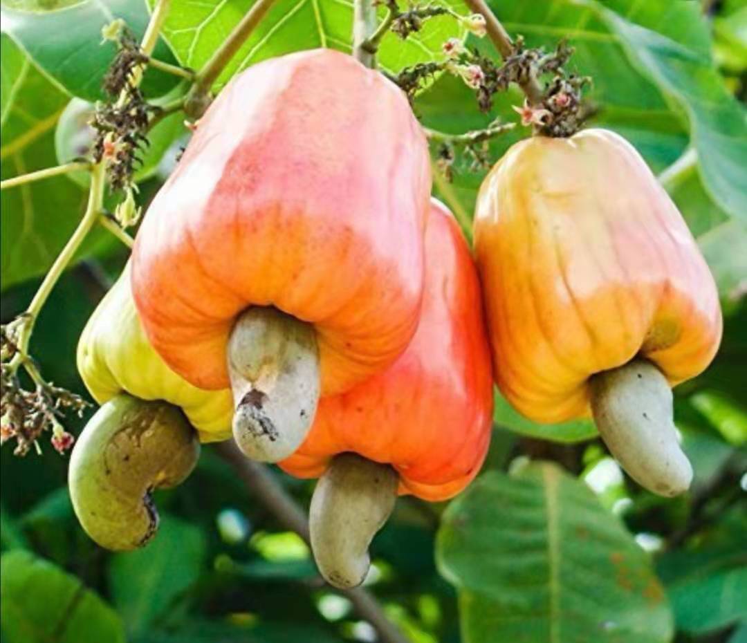 Raw Cashew